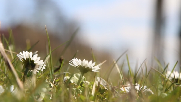 Field Of Daisy Flowers