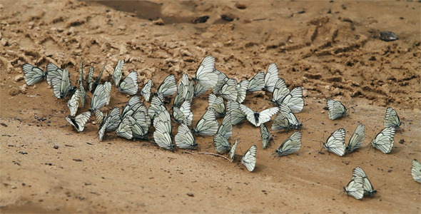 Group Of Butterflies 