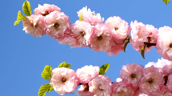 Blossom Pink Sakura