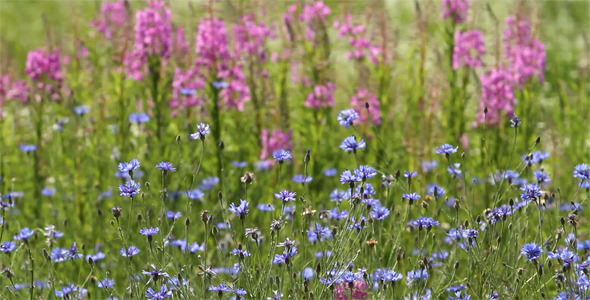 Cornflowers And Lupines In The Meadow