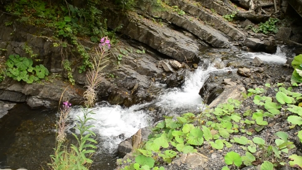 Beautiful Mountain River With Green Vegetation And Purple Flower