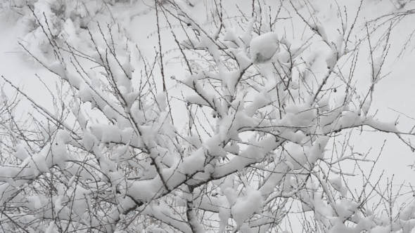 Snow Falling On Cherry Tree Branch On White Snowy Background