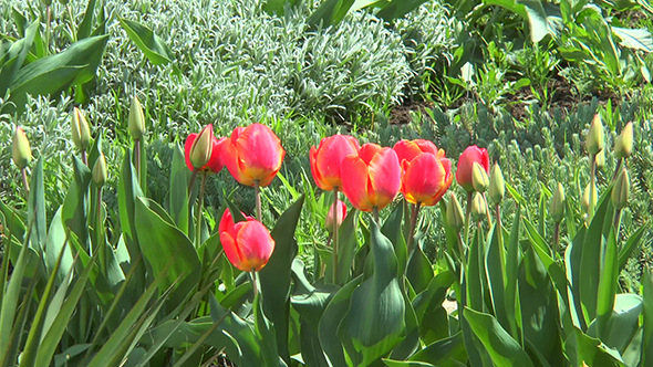 Red Tulips in Green Grass