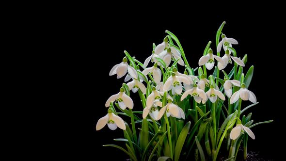 Snowdrops Flowers Background Bloom Spring alt