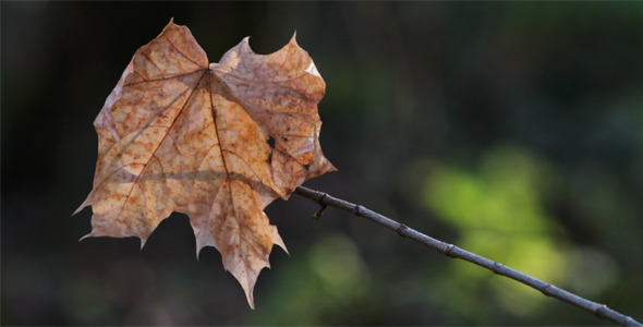 Dry Maple Leaf