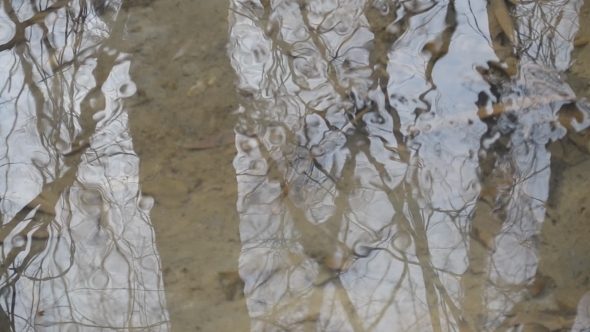 Water Surface With Reflections Of Leafless Trees And Branches