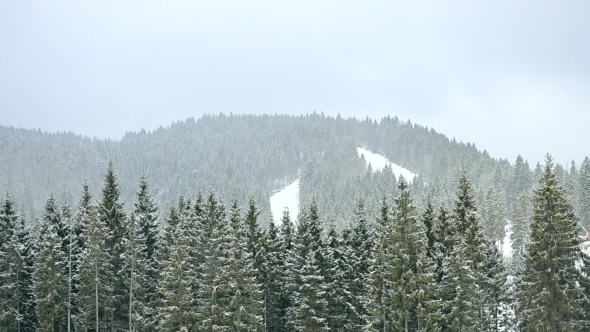 Snow Falls In Mountains On Background Of Green Fir Tree Forest