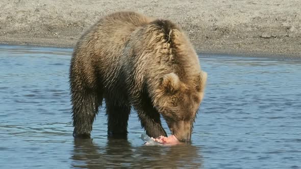 Brown Bear Eating Salmon alt
