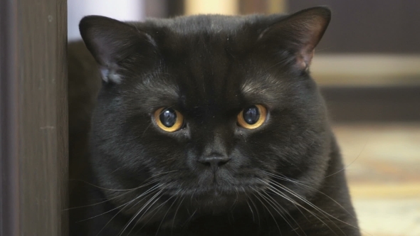 Black British Cat Posing For The Camera
