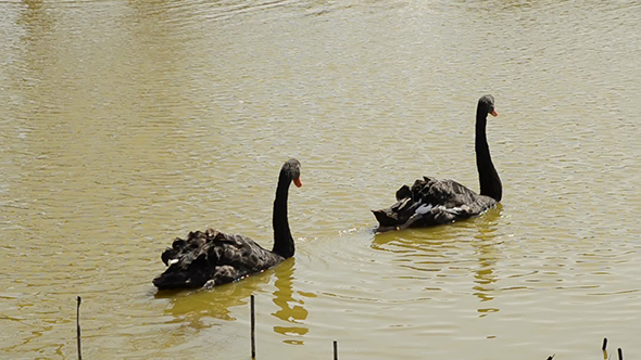 Two Black Swans Swimming Together in Pond
