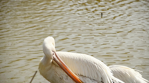 Pelican Cleans His Feathers