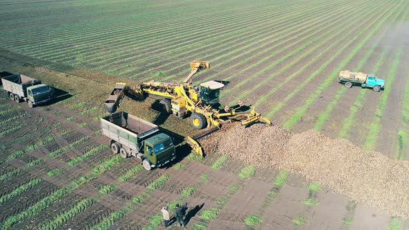 Agricultural Vehicles Are Loading Harvested Root Crops To Transport alt