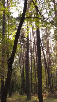 Vertical Video Autumn Forest with Trees By Day alt