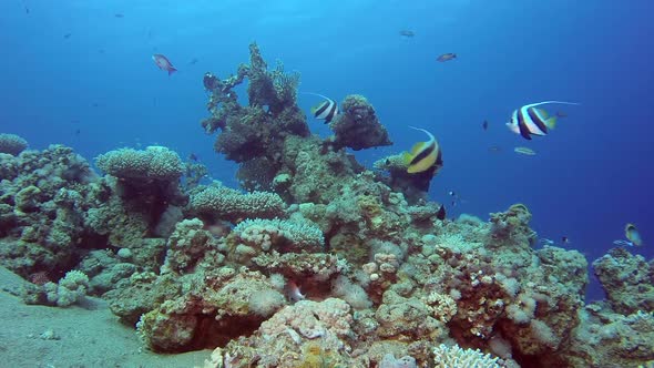 Underwater Scene Butterfly Fish alt