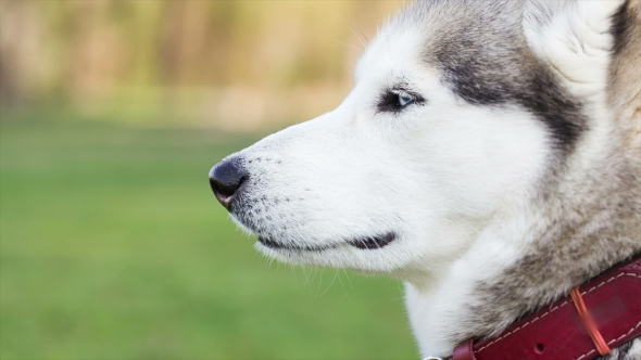 Portrait Of Siberian Husky In Profile. Dog Looks Away.
