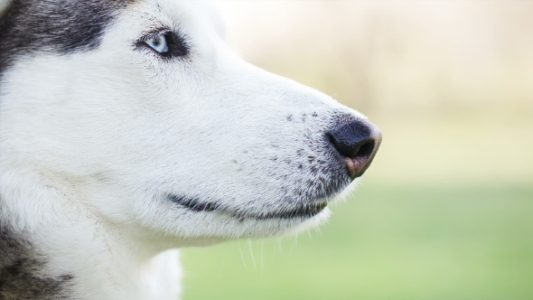 Portrait Of Siberian Husky In Profile