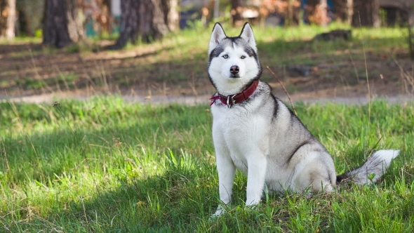 Siberian Husky  Sits In The Shade Of Pine Trees
