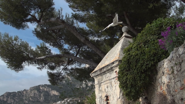 Seagull Flies Off The Fence alt