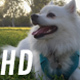 White Dog Lying on Grass in Park (2 Shots) - VideoHive Item for Sale