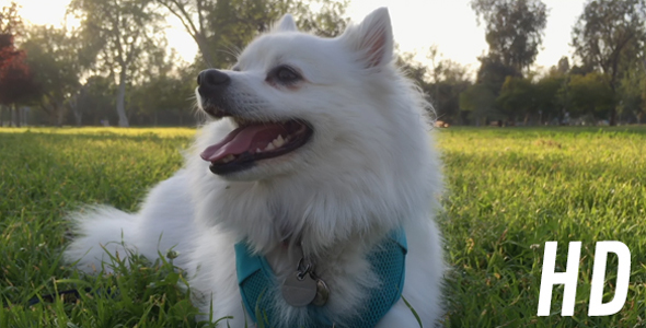 White Dog Lying on Grass in Park (2 Shots) alt