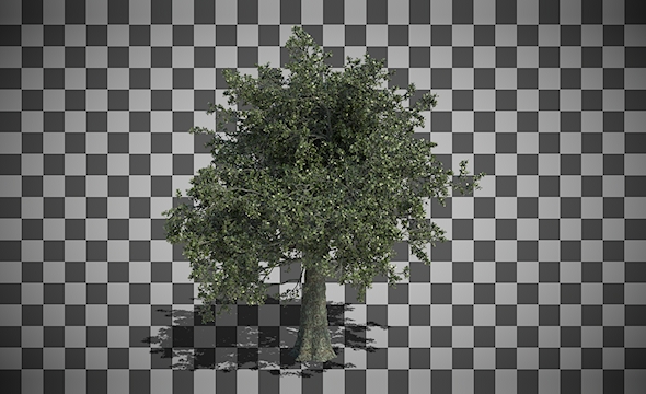 Growing Oak Tree Animation