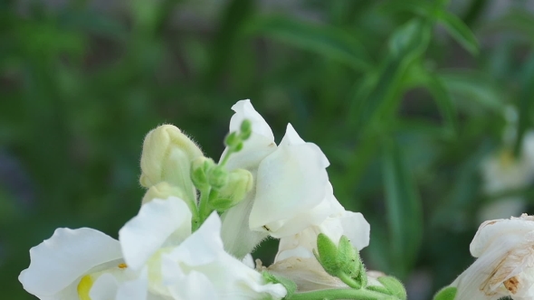 Bumblebee On a Flower Snapdragon