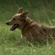 Dog Running in Grass Dog Running in Grass - VideoHive Item for Sale