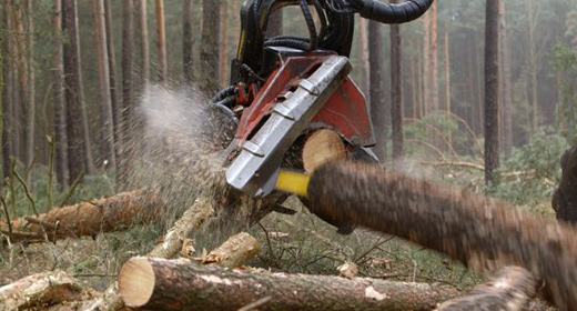 Forestry , Forest , tree felling