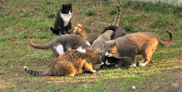 Group of Cats Drinking Milk