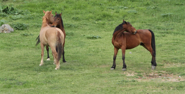 Horses In The Meadow