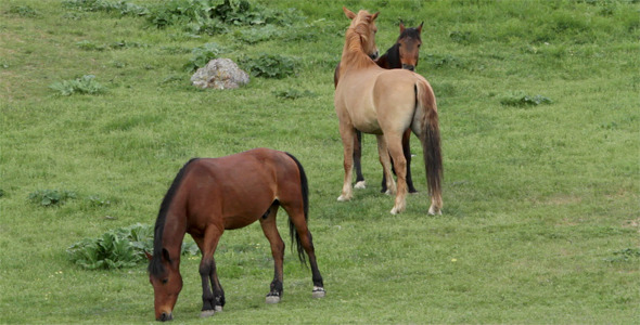 Horses Graze In A Green Meadow