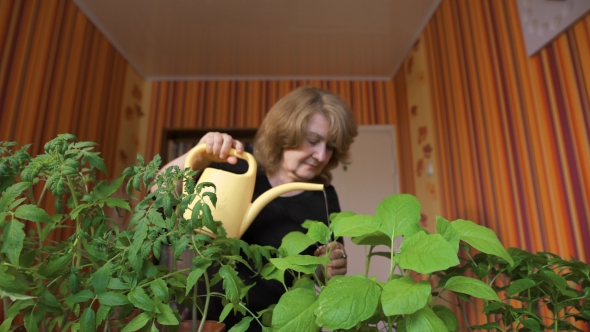 Happy Mature Female Gardener Watering Sprouts At Home alt