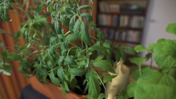 Strong Seedling Sprouts. House, Preparing For Summer Season. The Potted Seedlings  alt