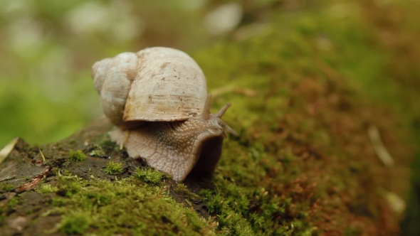 Snail Opening Eyes In Forest