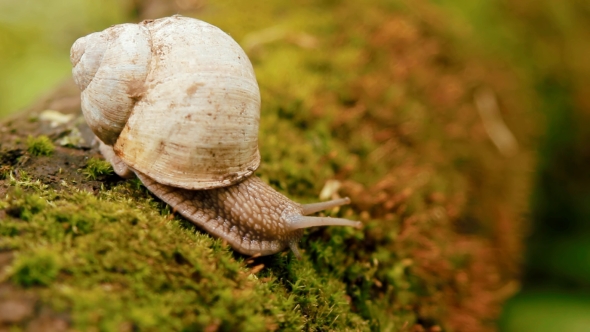 Snail Crawling Over Moss