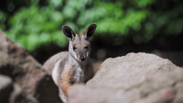 Yellow footed rock wallaby sitting on a rock