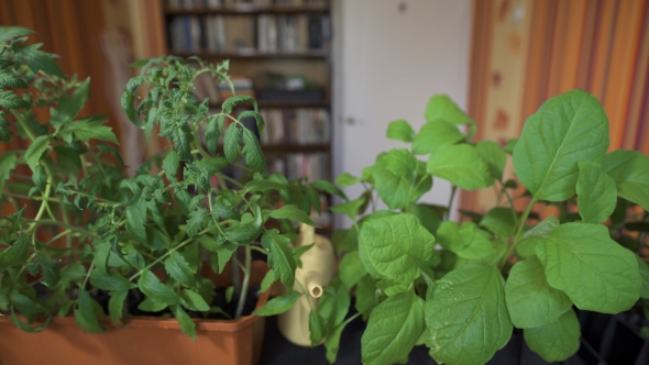 Strong Seedling Sprouts. House, Preparing For Summer Season. The Potted Seedlings  alt