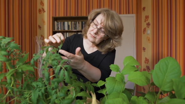 Portrait Of a Woman Biologist. It Is Home To Grow New Varieties Of Vegetables.  alt