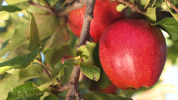 Fresh Apples on Apple Tree 