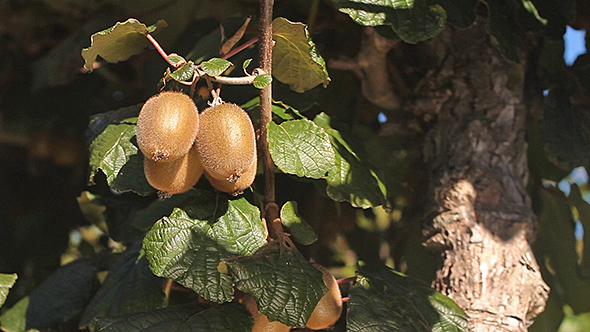 Kiwi Fruits on a Kiwi Tree