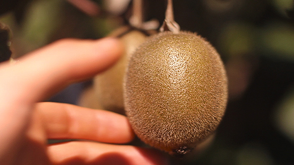 Picking a Kiwi Fruit from a Kiwi Tree alt