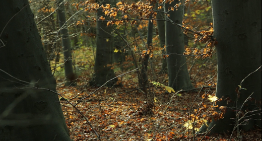 Nature Clips - Fall