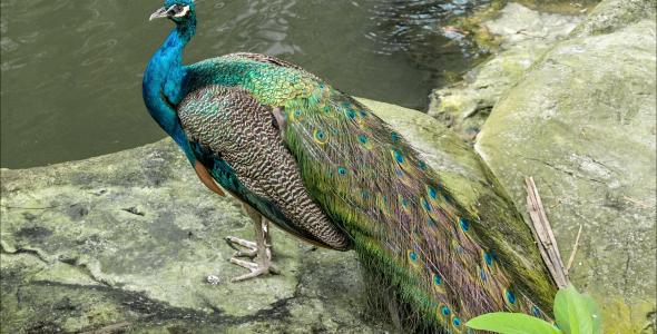 Peacock By A Pond