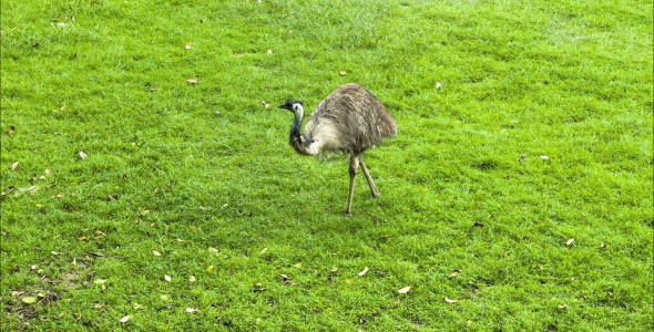 Ostrich On The Grass