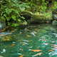Pond With Fish And Waterfalls - VideoHive Item for Sale