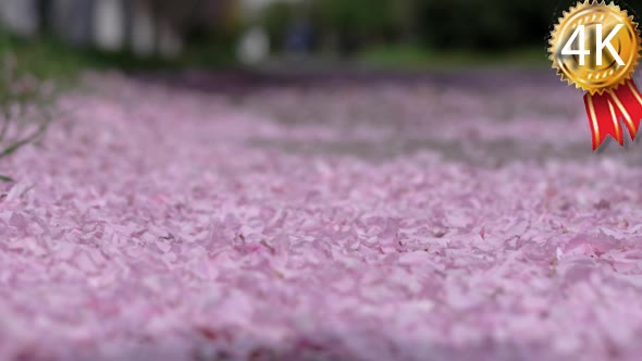 Fallen Cherry Petals Winds Blow From the Ground