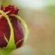 Red Rose Flower - VideoHive Item for Sale