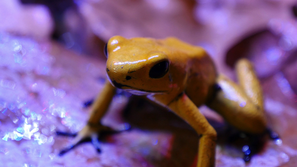 Golden Poison Arrow Frog alt