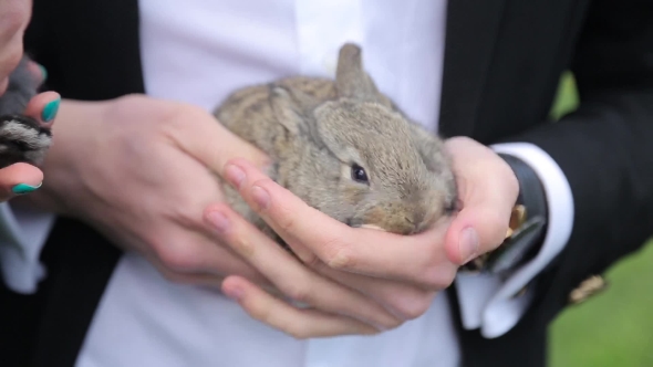 Man Holding a Rabbit In The Hands