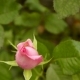The Pink Rose. Bud On The Bush - VideoHive Item for Sale